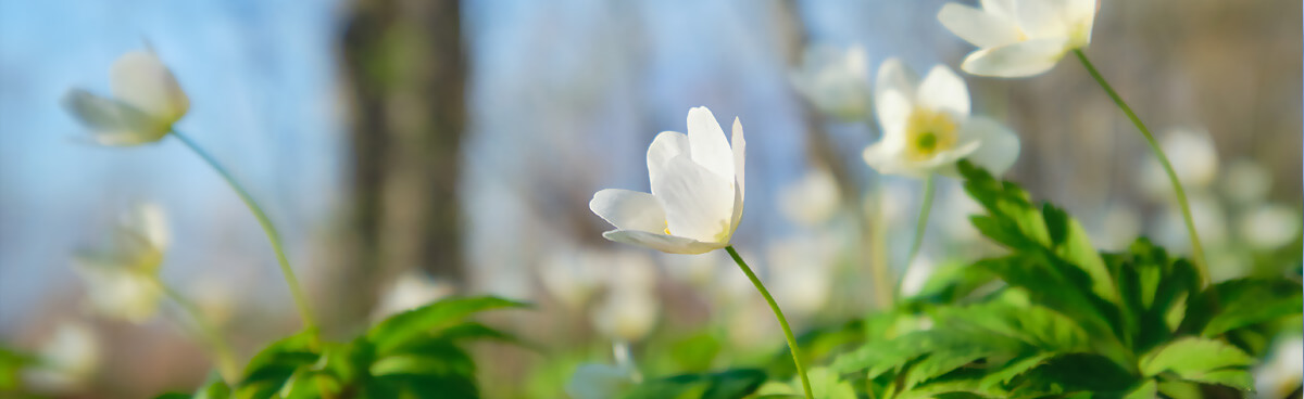 Anemoner i skov